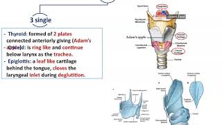 Anatomy of the Larynx  Dr Ahmed Farid [upl. by Irakuy]