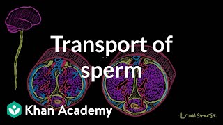 Transport of sperm via erection and ejaculation  NCLEXRN  Khan Academy [upl. by Legge664]