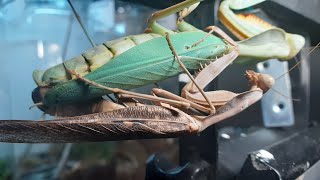 Breeding the Praying Mantis [upl. by Nims]