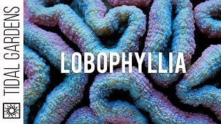 The Lobed Brain Coral  Lobophyllia Care Tips [upl. by Aleirbag161]