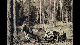 Hjul i skogen 1951 [upl. by Esemaj311]