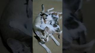 Mother cat and baby shorts cat catvideos viralcat [upl. by Allebara]