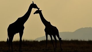 Giraffes face silent extinction [upl. by Barrington]