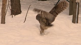 Barred Owl Attack [upl. by Maroj]