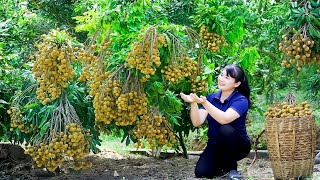 How to Harvest Longan goes To Market Sell  Harvesting and Cooking Tieu Vy Daily Life [upl. by Evelyn]