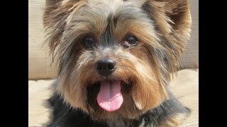 yorkierescuemecom [upl. by Mirth]