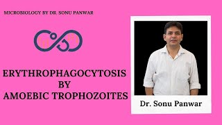 Erythrophagocytosis by Amoebic Trophozoites  Microbiology By Dr Sonu Panwar [upl. by Tavi]