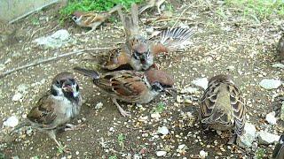 Birds gone Crazy Aggressive Behavior of Birds Fighting over Food Bird Watch 08272024 [upl. by Stacy]