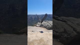 Slowmotion of the Cinereous Vulture quotGerêsquot released in Portugal [upl. by Jadwiga659]