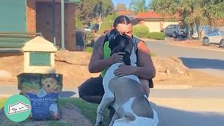 Giant Mastiff Waits For Dad To Come Home Every Day  Cuddle Buddies [upl. by Broderic]