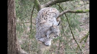 Lynx  Domaine des Grottes de Han [upl. by Jessey]