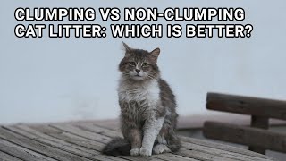 Clumping vs NonClumping Cat Litter Which is Better [upl. by Maiah]