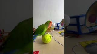 Bird Training  Smart lovebird Parrot  Smart Little Cute Parrot training smartparrot cute [upl. by Eizus]