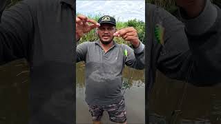 Super ultra light Fishing video best fishing tackles best result fishinglures fish fishing shorts [upl. by Moselle335]