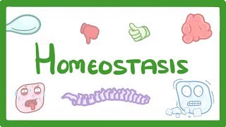 GCSE Biology  Homeostasis 54 [upl. by Willms]