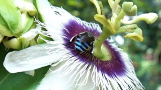 Blue Banded Bee Indian Honey Bee Indian Stingless Bee Various honey bees on passion fruit flower [upl. by Nuriel]