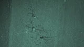 Basement Cam Harvestman VS Daddy longlegs Pholcus phalangioides eats Opiliones Basement Spiders [upl. by Ayot656]