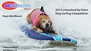 2014 Unleashed by Petco Dog Surfing Competition Highlights [upl. by Taryn]