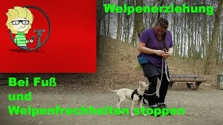 FOLGE 10 Welpenerziehung Fuß beibringen und Welpenfrechheiten richtig stoppen [upl. by Anner]