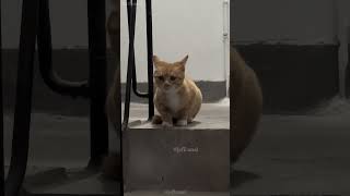 shortvideo funny mycatchannel cat petschannel yourcat funnycats catschannel pets [upl. by Ameerahs644]