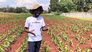 Organic ways of controlling Fall Army Worms in maize🌽 [upl. by Howes]