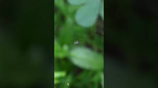 An orb weaver spider is connecting spider silk individually in a circular pattern on its web spider [upl. by Walt]