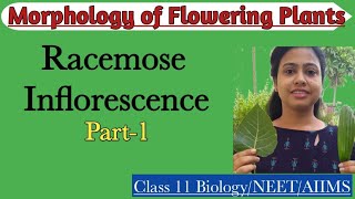 Racemose Inflorescence Part1Types of Racemose InflorescenceMorphology of Flowering PlantClass 11 [upl. by Belinda785]