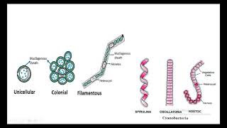 cyanobacteria general structure and reproduction [upl. by Dadinirt]