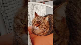 CAMILLO IL CONQUISTATORE 😂 cat gattidivertenti funnyvideo catlover perte catshorts funnycats [upl. by Candless]