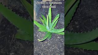 Saving a clearance aloe plant 🪴🌵 gardening aloevera aloe satisfying plantlover [upl. by Kenrick745]