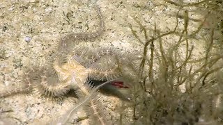 Brittle stars capture squid [upl. by Goldarina]