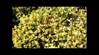 Best Flowering Shrubs  Cytisus Moonlight Broom [upl. by Juline]