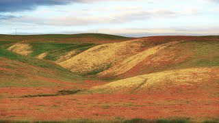 Wildflowers in South California April 2023 [upl. by Aenad443]