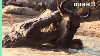 Underwater Ambush from Crocodile  BBC Earth [upl. by Glad859]