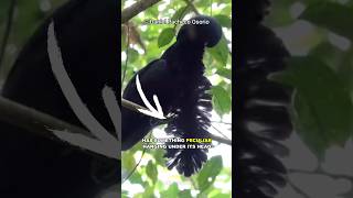 The Unique LongWattled Umbrellabird [upl. by Kingsly923]