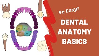 Introduction to Dental Anatomy [upl. by Toffey292]