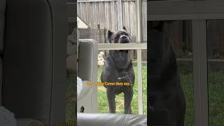 Cane Corso stalker… dog canecorso love mastiff italianmastiff bigdog [upl. by Howey834]