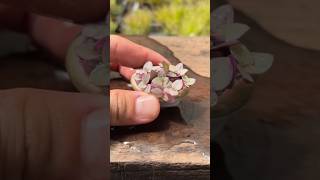 Succulent bonsai p5 bonsai india craft ideas usa trending shortvideo share succulent [upl. by Arty]