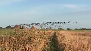 A large skein of Geese above Crowle in North Lincs UK [upl. by Frick730]