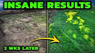 Transform Your Lawn in 2 Weeks The EASY WAY [upl. by Anael]