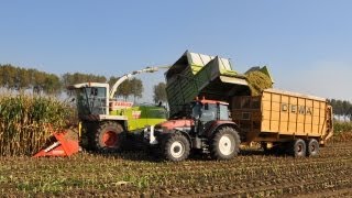 Loonwerk De Bruyne  Claas Jaguar 900 Fieldshuttle [upl. by Llenrrad]