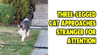 ThreeLegged Cat Approaches Stranger For Some Attention [upl. by Toffic]