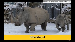 Nashorn Mutter sprintet mit ihrer Tochter über die verschneite Anlage Zoo Augsburg Rhinozeros [upl. by Godden319]