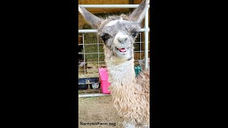 Llama Cria Born with Choanal Atresia [upl. by Yentterb]