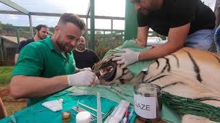 TRATAMENTO DENTÁRIO EM TIGRE  Cirurgia Veterinária [upl. by Alaek]