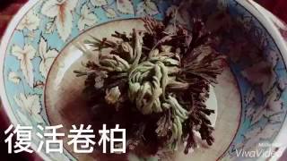 阿金的便秘花園  復活卷柏 Selaginella lepidophylla 耶利哥玫瑰 復活過程 縮時攝影 [upl. by Omora]