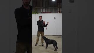 GET this right for LEASH training success dogtrainingfundamentals gooddogtraining dogtraining [upl. by Dnalyaw248]