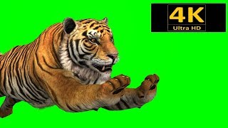 free green screen animals tiger chroma key 3d animation 4K hd [upl. by Menell]