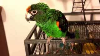 My Lesser Jardines Parrot at 25 years old [upl. by Fredie344]