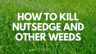 How to Kill Nutsedge and Other Weeds  Image Kills Nutsedge [upl. by Shel]